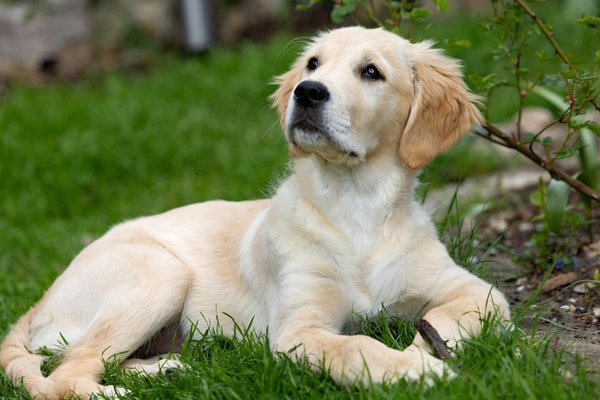 Soin d'un lapin : quel produit anti parasites choisir ?