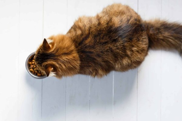 Les bienfaits des régimes alimentaires alternatifs pour les chats : l'apport des aliments naturels