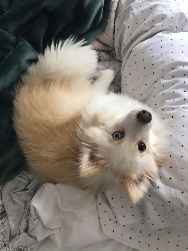 Quels sont les avantages des chiens Pomsky ?