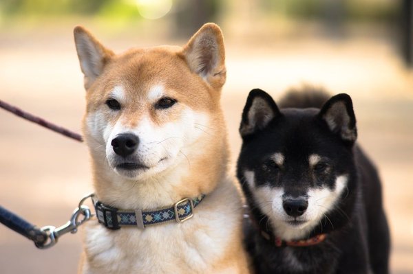 Comment choisir un élevage de Shiba Inu de confiance ?