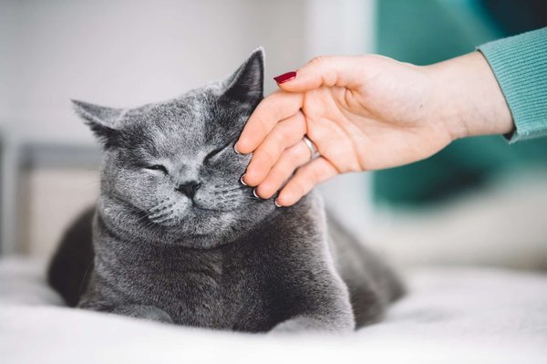 Comment choisir la bonne dose de CBD pour un chat en fonction de son niveau d'émotivité ?