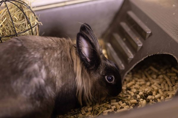 Quels soins apporter à l'alimentation d'un lapin de compagnie ?