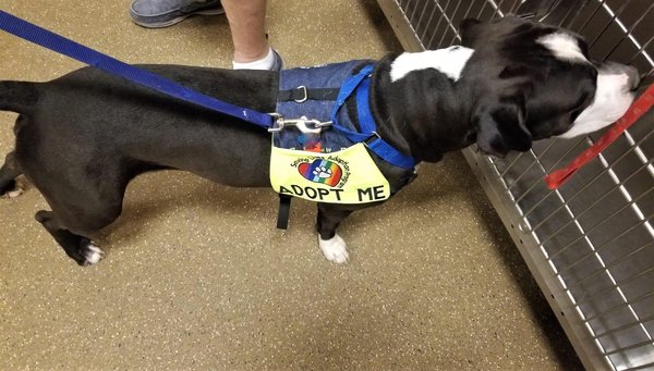 Découvrez le processus d'adoption d'un animal de compagnie