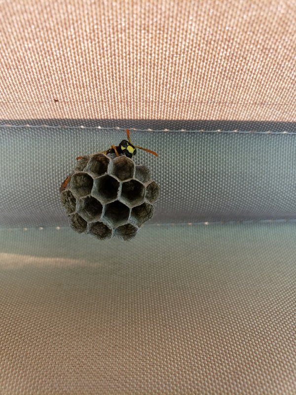 Quels sont les gestes à adopter pour la destruction nid de guepe 27 ?