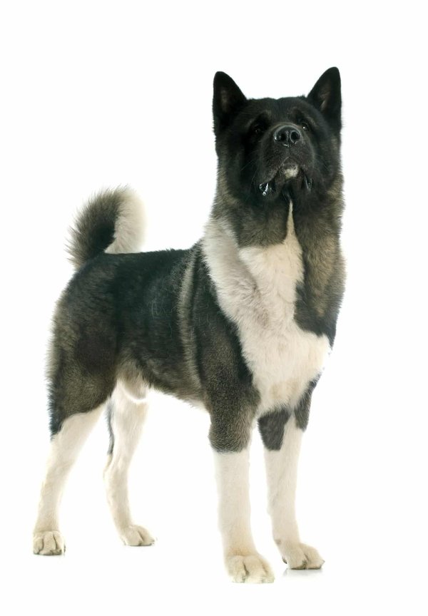 Akita Inu Noir : que savez vous sur cette race de chien ?