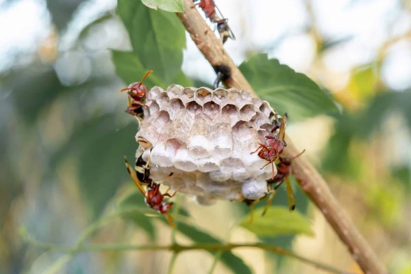 Destruction des nids de frelons : quelles sont les étapes à suivre ?