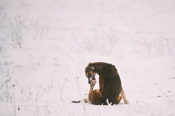 Mon chien se lèche les pattes : que faire ?