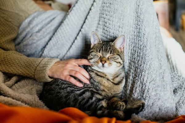 Activités pour occuper les jeunes chats et les stimuler au quotidien