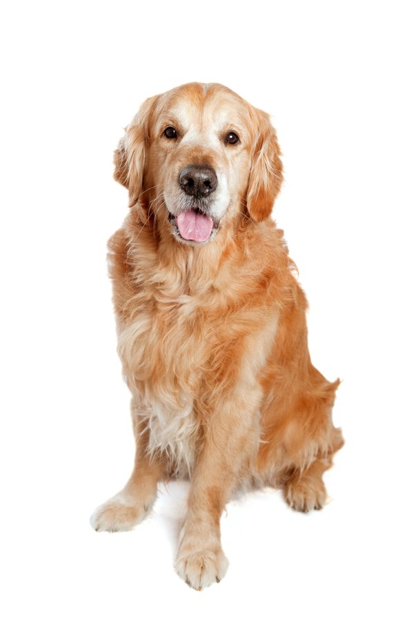 Top conseils pour choisir un éleveur de golden retriever en normandie