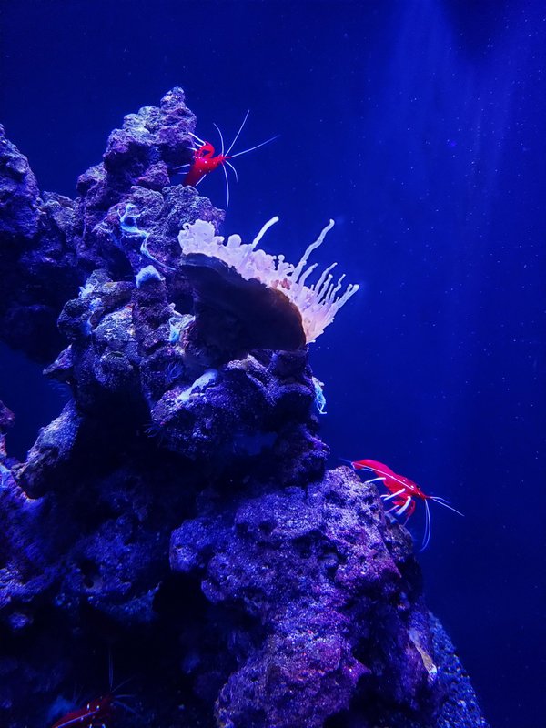 Optimiser la croissance et la reproduction des crevettes grâce aux bactéries nitrifiantes dans l'aquarium